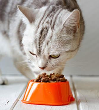Cat Dry-Pet Food Online by Naturally Urban
