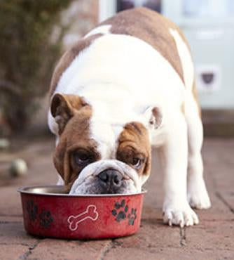 Dog Wet-Pet Food Online by Naturally Urban